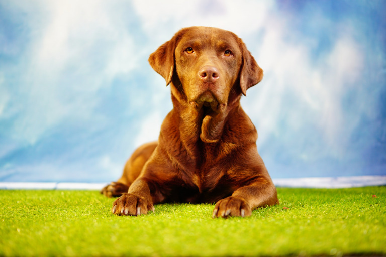 Haustiershooting Haustier Fotograf Hunde Katzen Fotografieren Goslar Harz